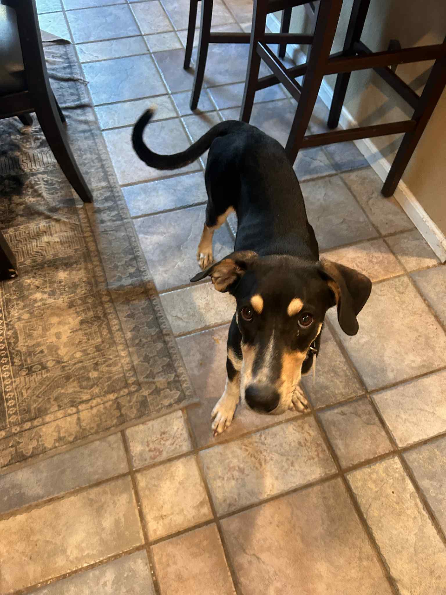 Sienna, Adoptable, Young Female Hound.