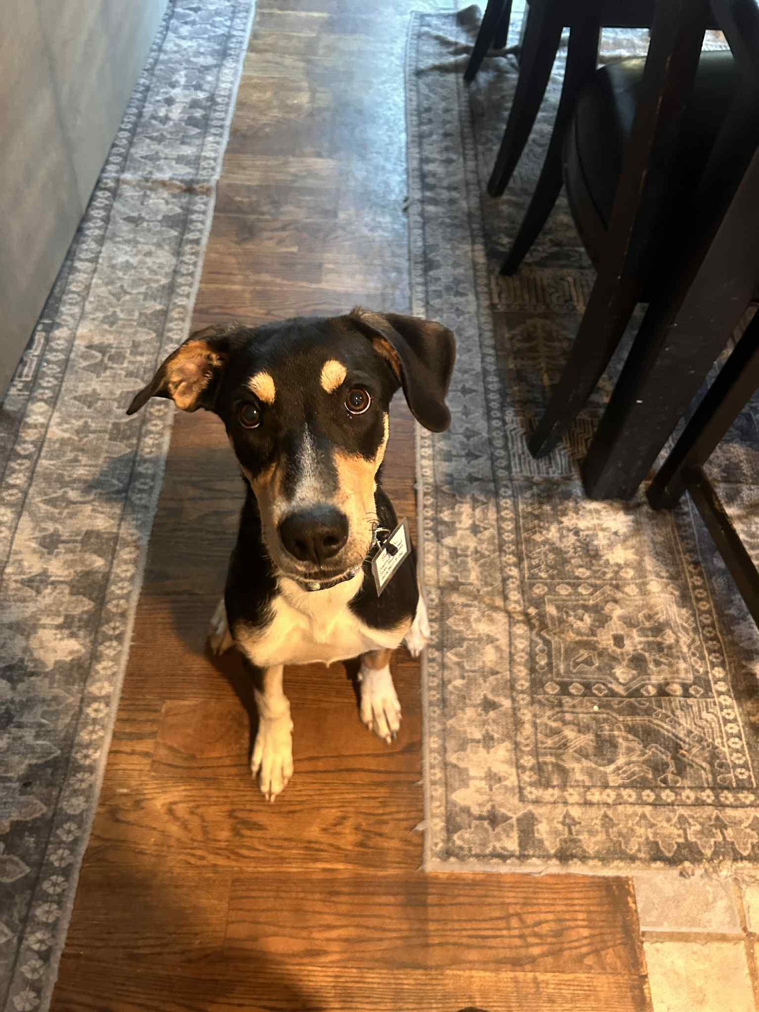 Sienna, a Adoptable mixed breed in Elizabeth, CO image 2/4