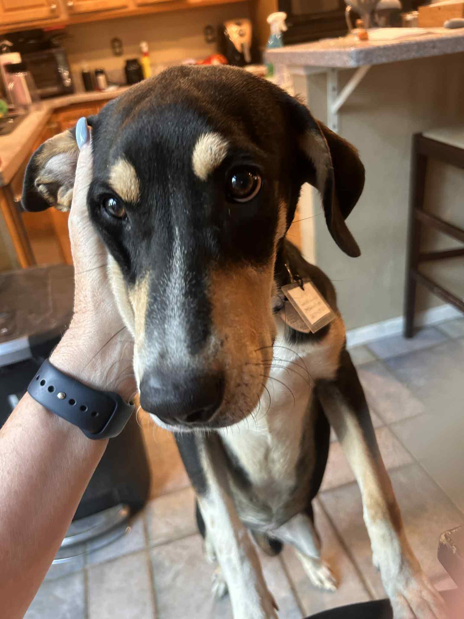 Sienna, a Adoptable mixed breed in Elizabeth, CO image 3/4