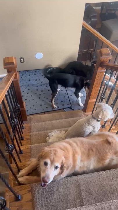 Enlarge Sienna, a Adoptable mixed breed in Elizabeth, CO video 4/4