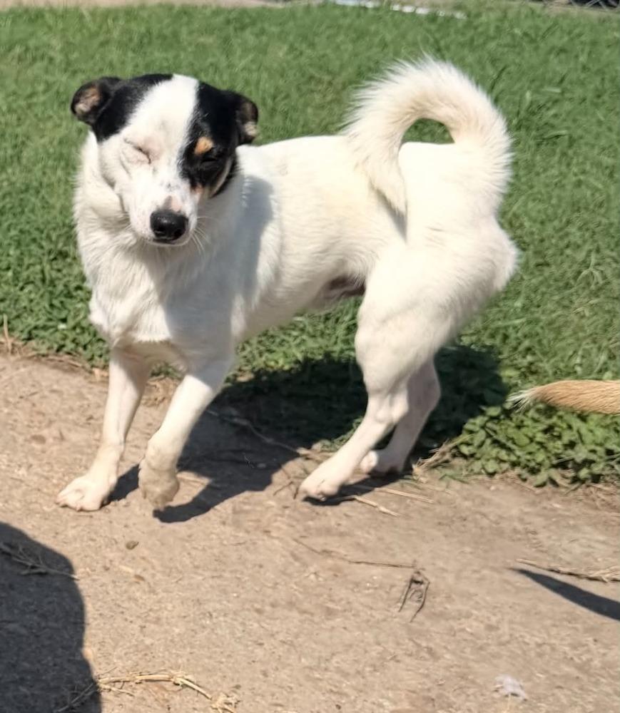 Sharky, Adoptable, Young Male Chihuahua.