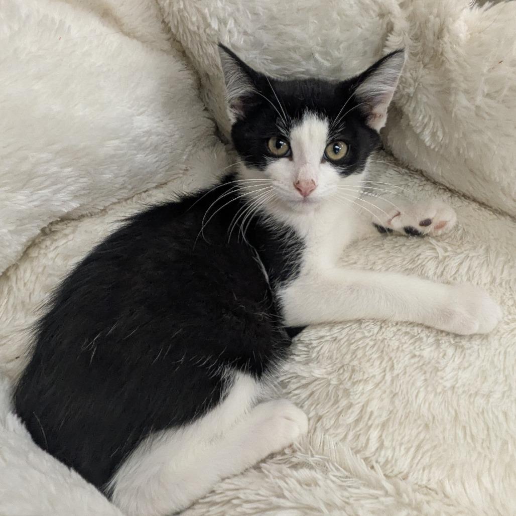 Fitzgerald, Adoptable, Kitten Male Domestic Short Hair.