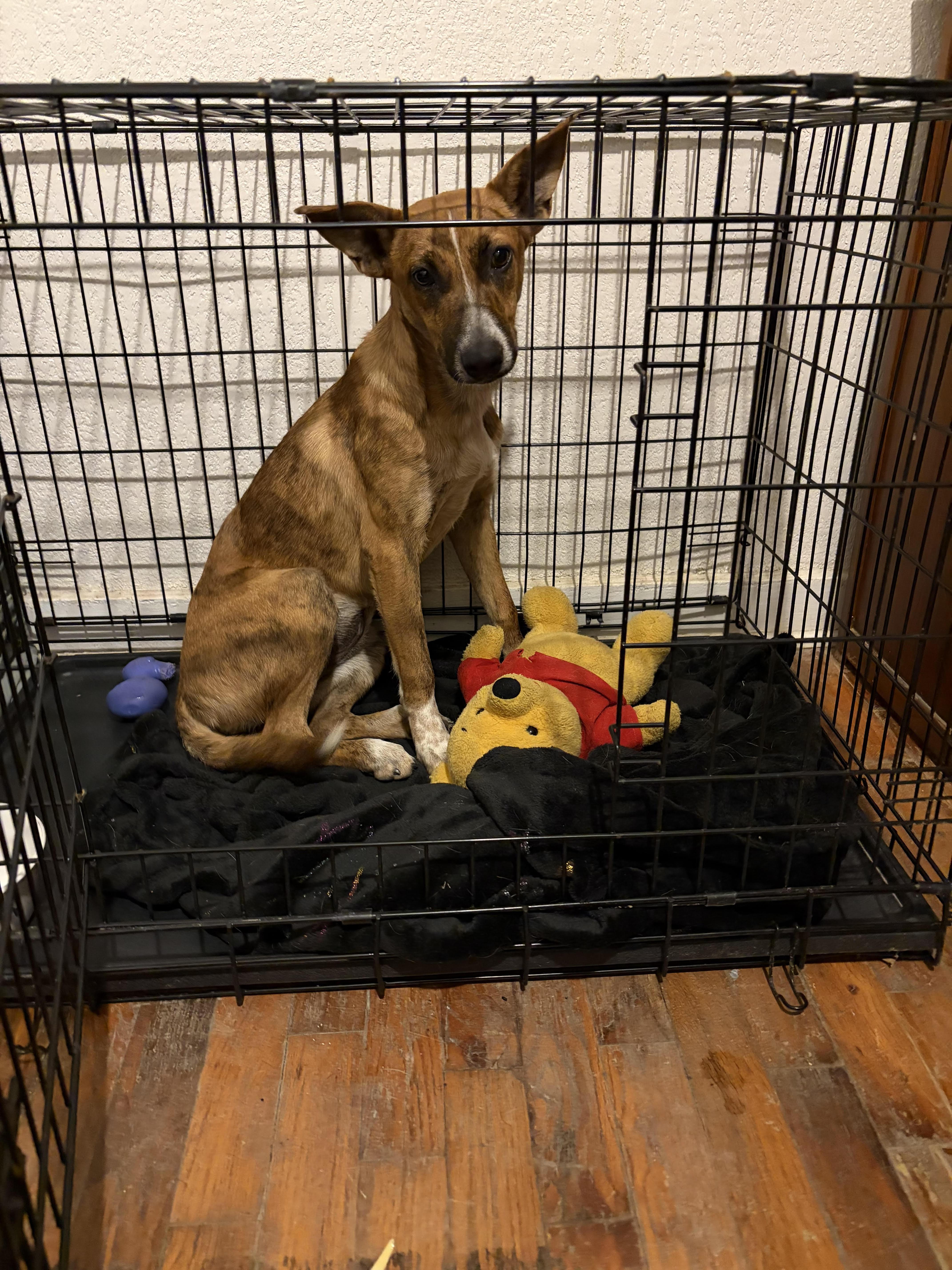 BRANDY-Star Student, a Adoptable mixed breed in Hagerstown, MD image 4/6