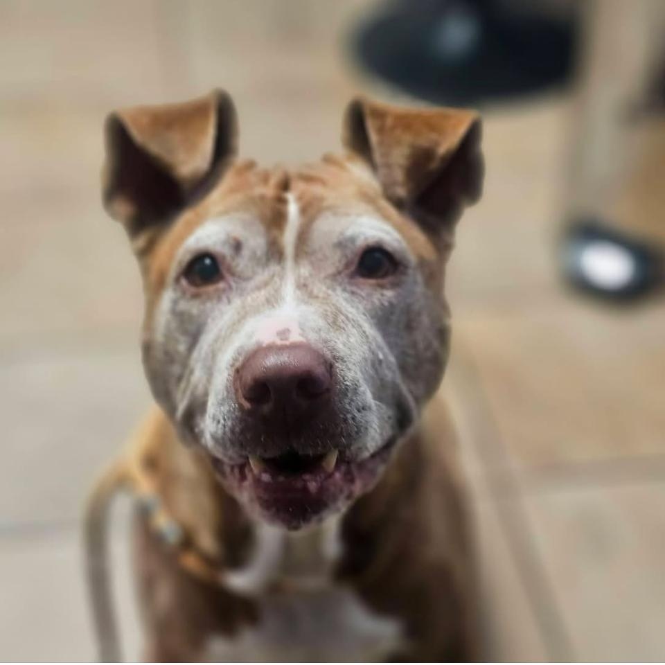 Samantha, adopted, Senior Female Pit Bull Terrier.