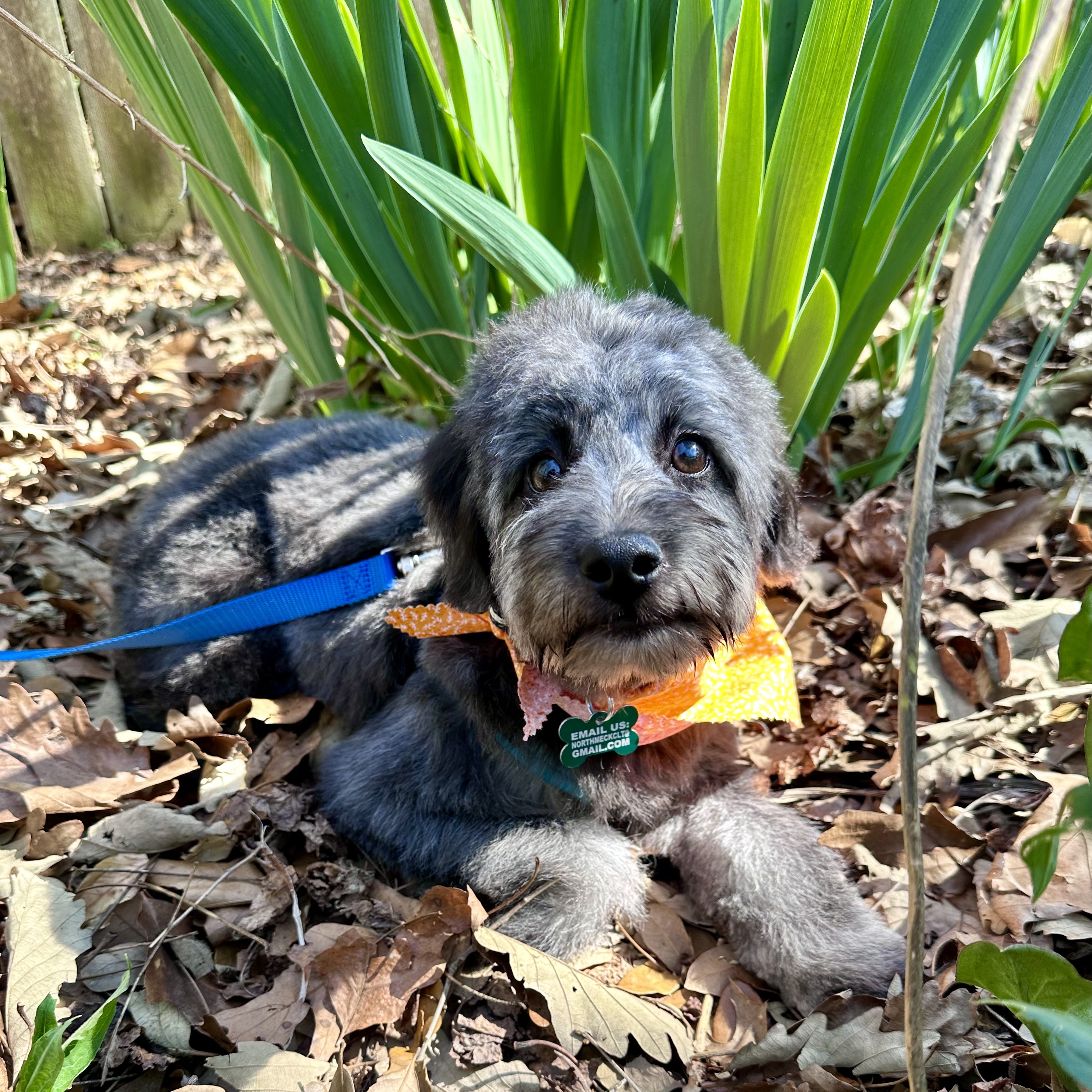 Enlarge Gus, a Adopted mixed breed in Charlotte, NC image 4/5