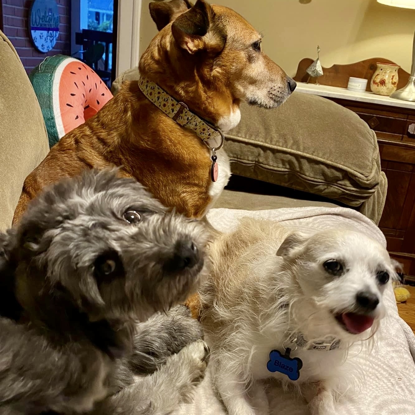 Enlarge Gus, a Adopted mixed breed in Charlotte, NC image 5/5