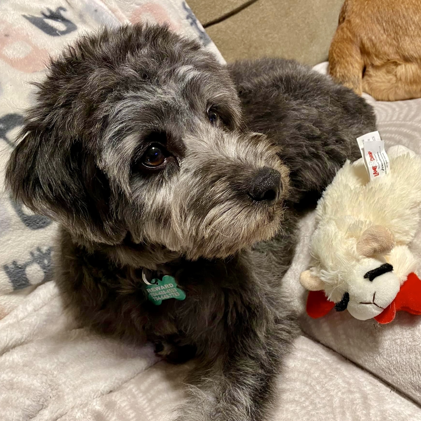 Enlarge Gus, a Adopted mixed breed in Charlotte, NC image 2/5