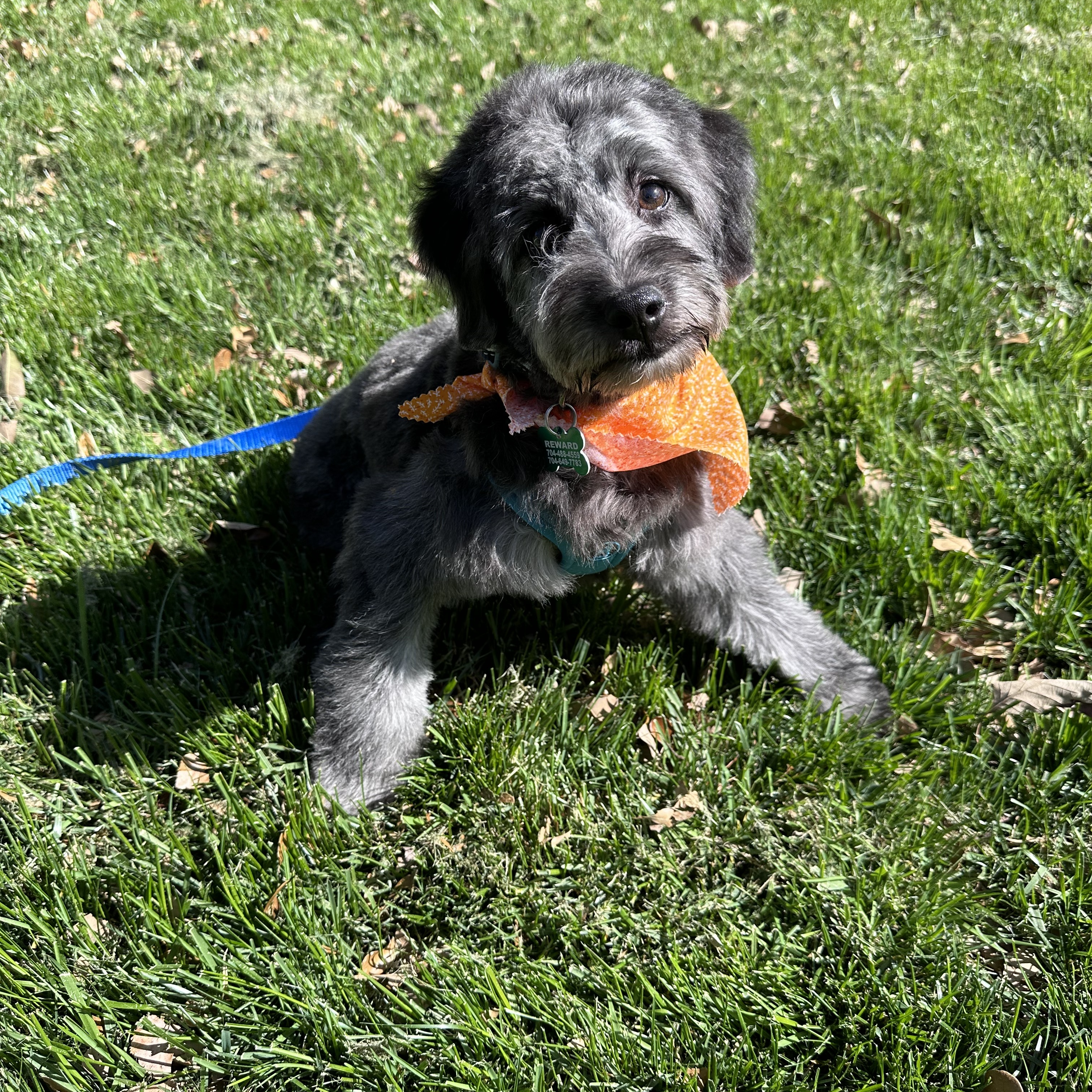 Enlarge Gus, a Adopted mixed breed in Charlotte, NC image 3/5