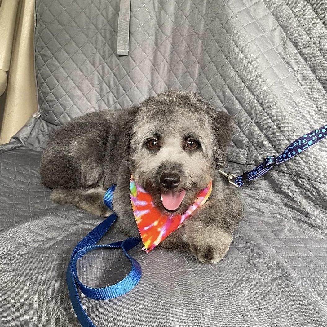 Gus, Adopted, Young Male Aussiedoodle & Miniature Poodle.