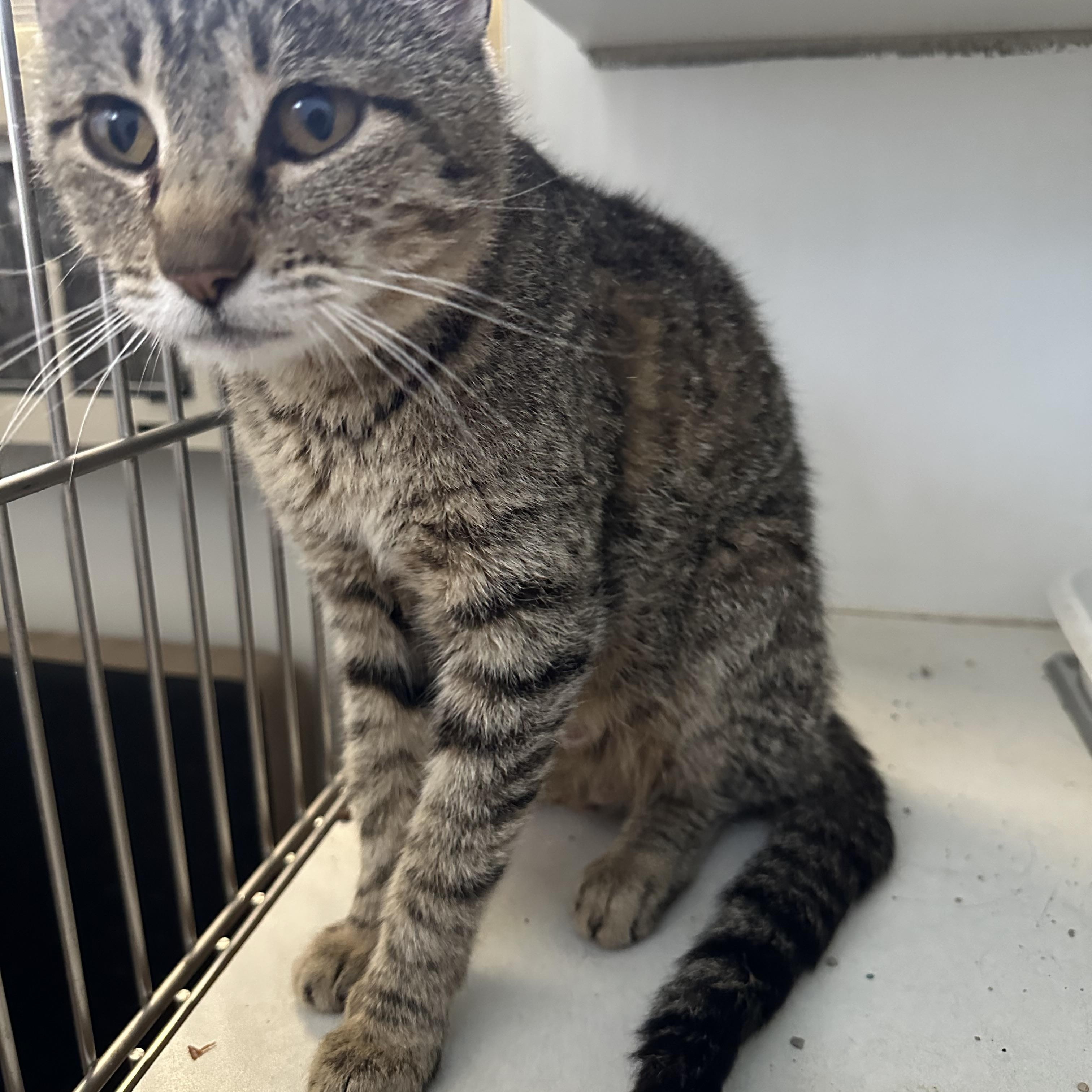 Pepper, a Adoptable Domestic Short Hair in Trenton, MO image 3/4