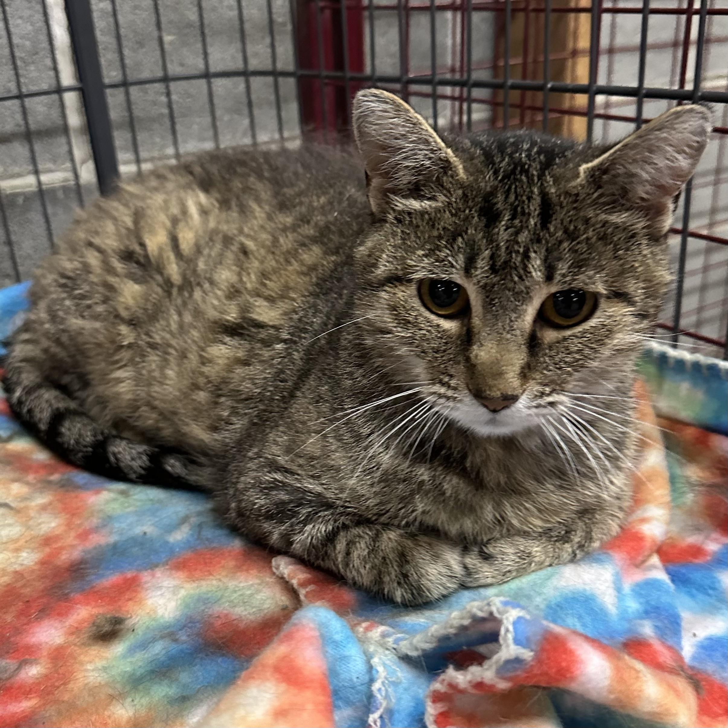 Pepper, a Adoptable Domestic Short Hair in Trenton, MO image 1/4