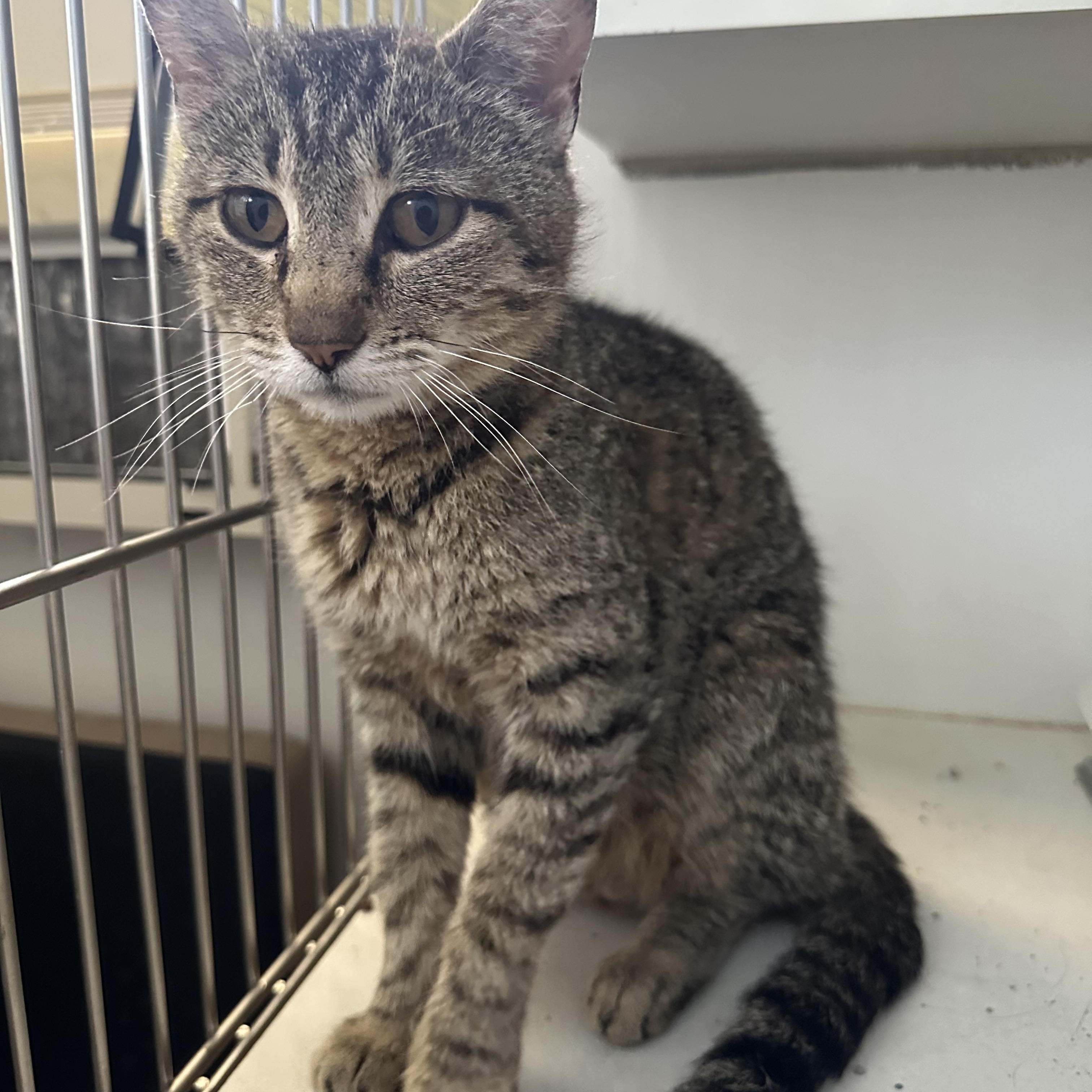 Pepper, Adult Female Domestic Short Hair