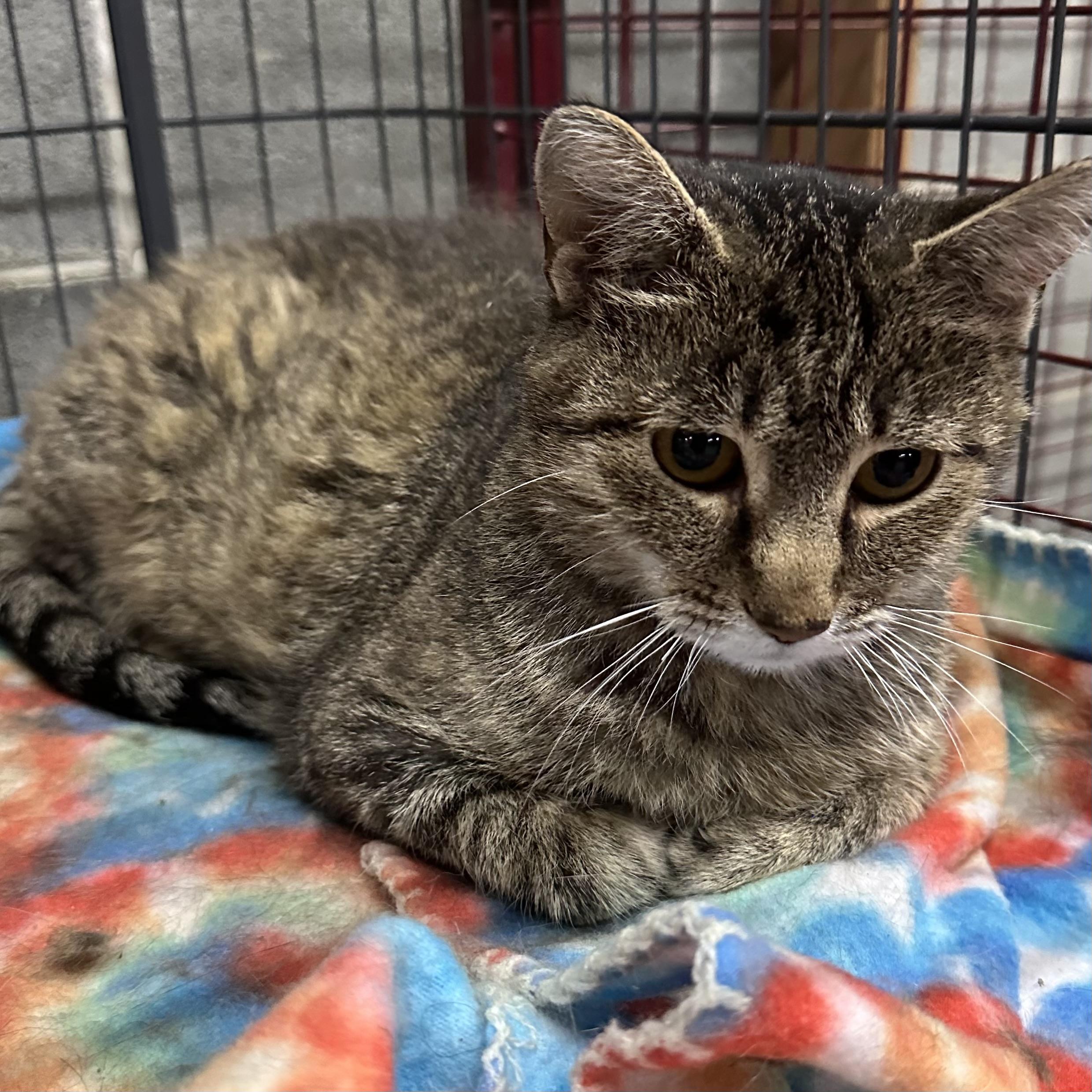 Pepper, a Adoptable Domestic Short Hair in Trenton, MO image 4/4