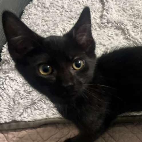 Mara Jade, Adoptable, Young Female Domestic Short Hair.