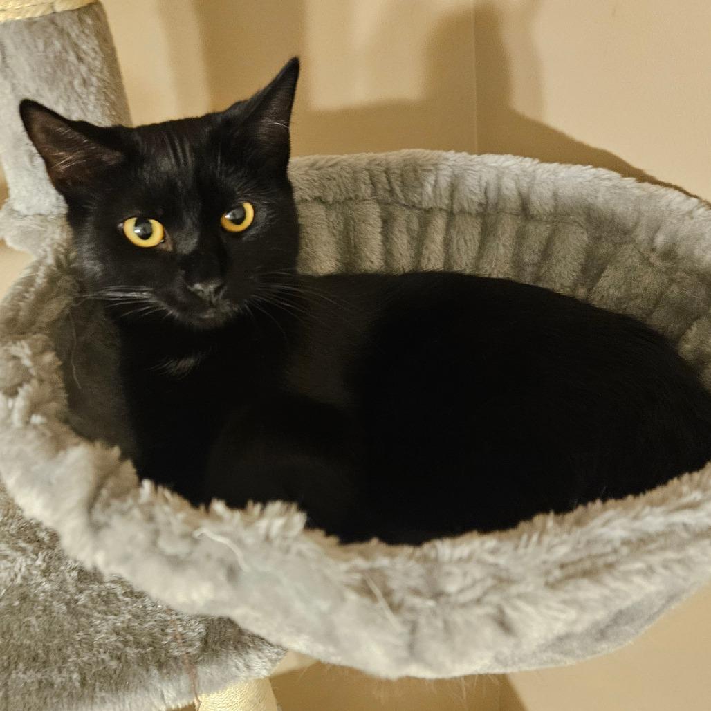 Enlarge Mara Jade, a Adoptable Domestic Short Hair in Winchester, VA image 2/4