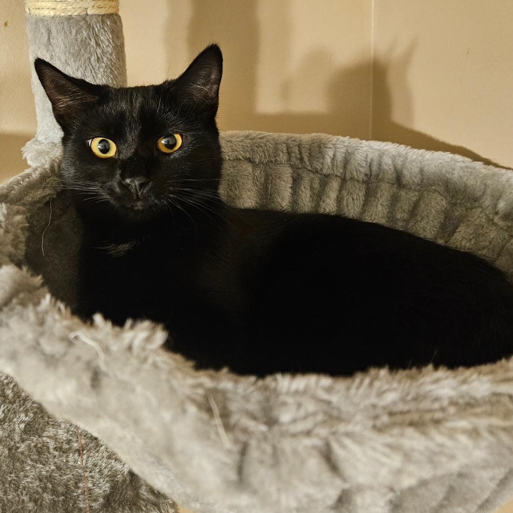 Enlarge Mara Jade, a Adoptable Domestic Short Hair in Winchester, VA image 3/4