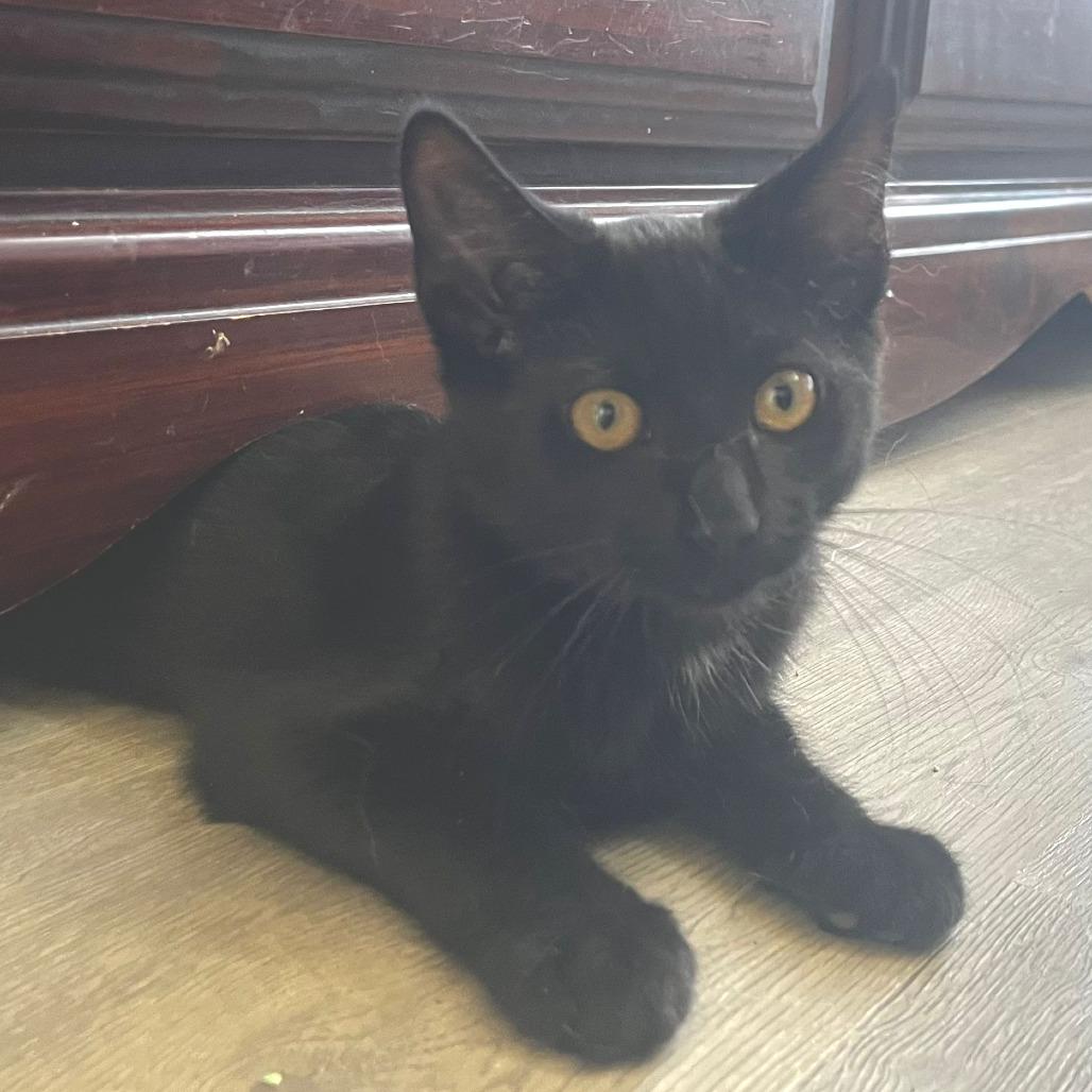 Enlarge Mara Jade, a Adoptable Domestic Short Hair in Winchester, VA image 4/4