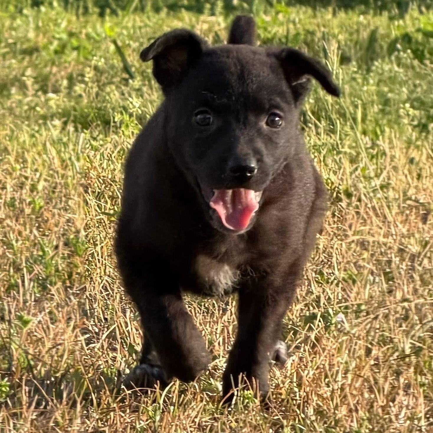 Guinness, adopted, Puppy Female Catahoula Leopard Dog.