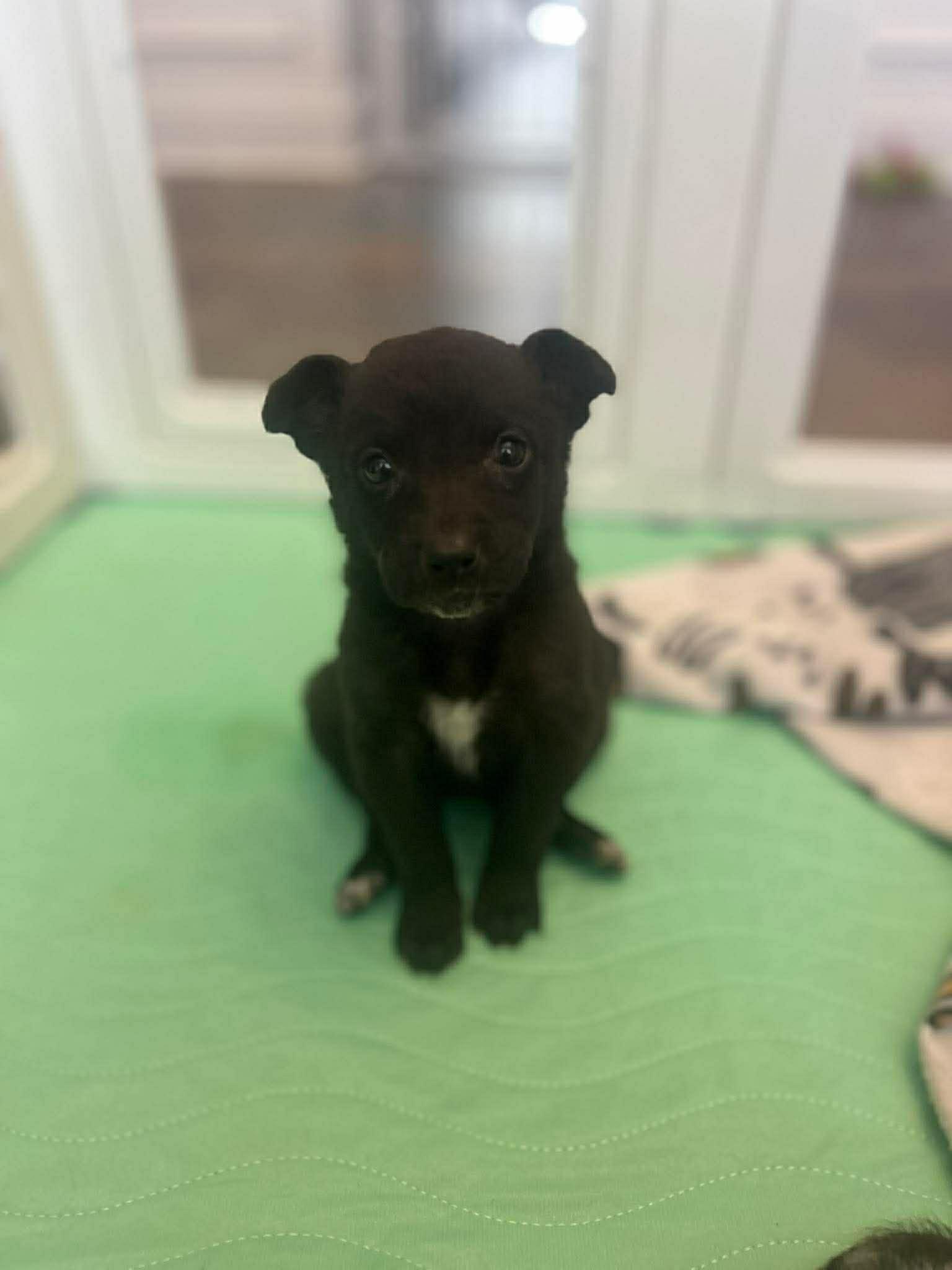 Enlarge Guinness, an adopted Catahoula Leopard Dog in Aberdeen, NC image 2/2