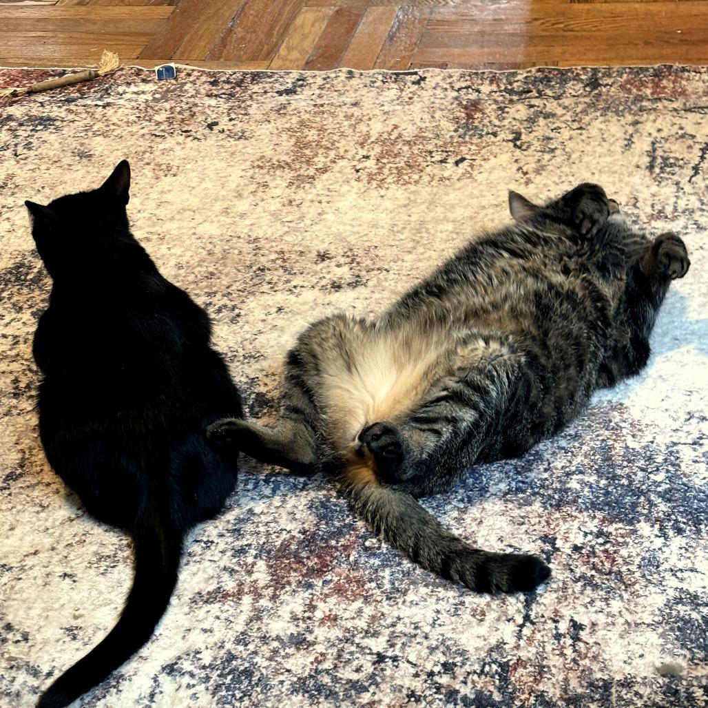 Enlarge Sugar, a Adoptable Domestic Short Hair in Brooklyn, NY image 1/6