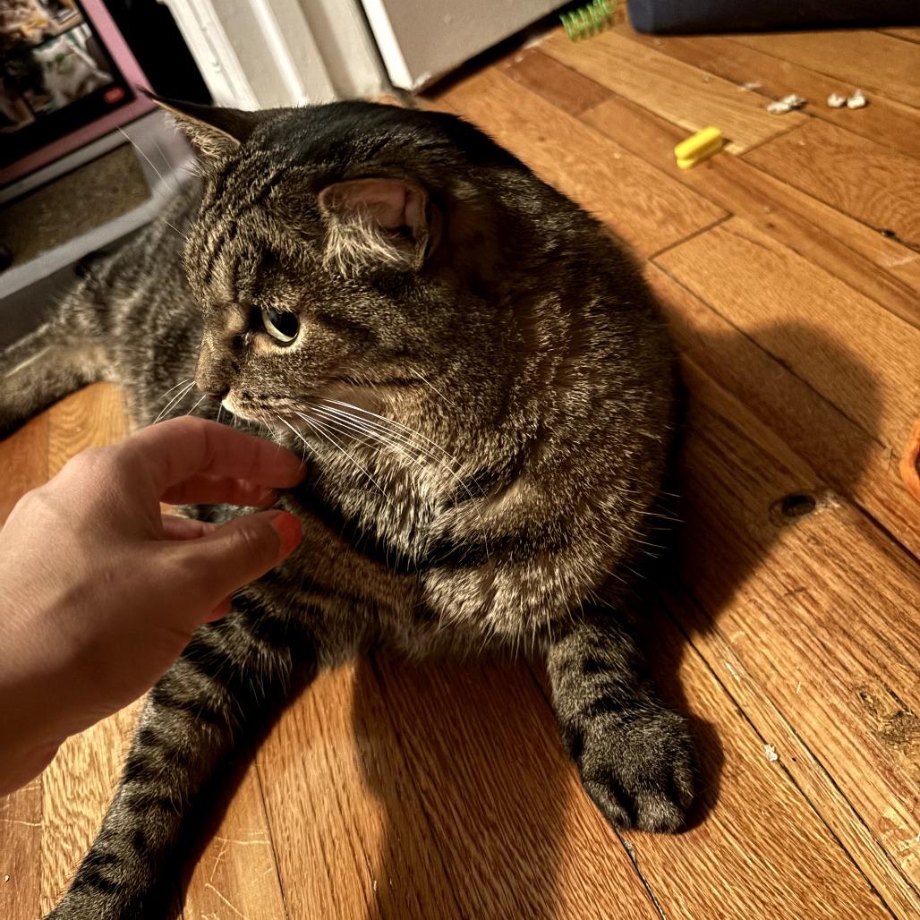 Enlarge Sugar, a Adoptable Domestic Short Hair in Brooklyn, NY image 2/6