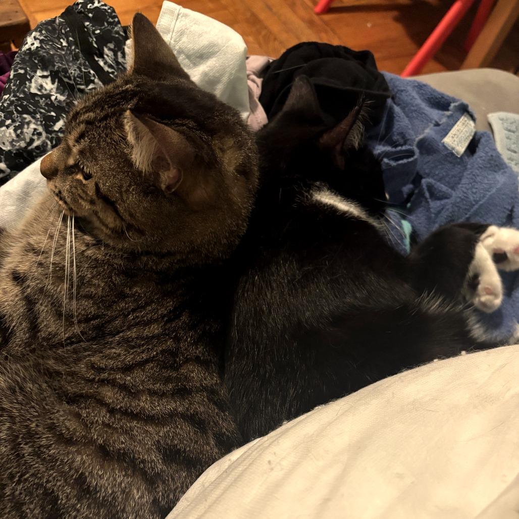 Enlarge Sugar, a Adoptable Domestic Short Hair in Brooklyn, NY image 3/6