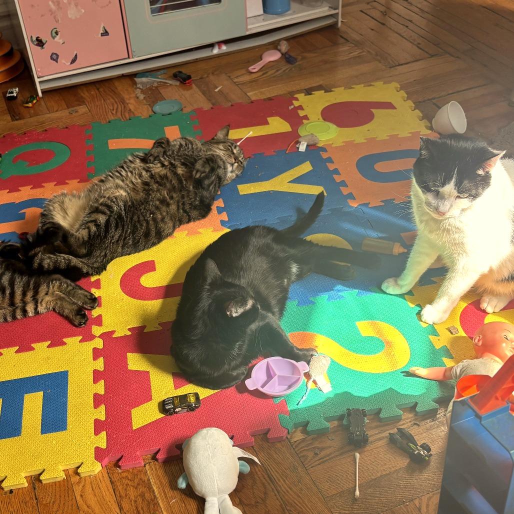 Enlarge Sugar, a Adoptable Domestic Short Hair in Brooklyn, NY image 4/6