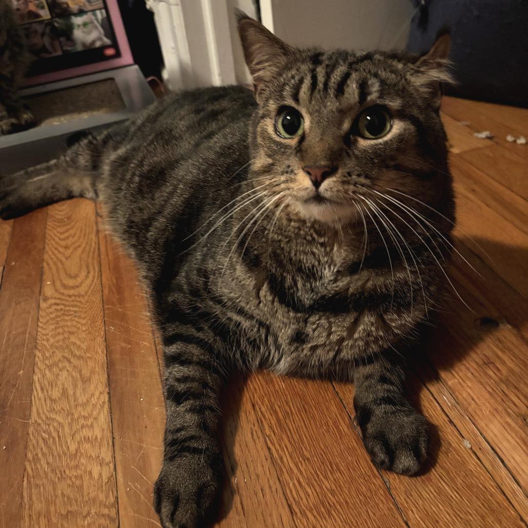 Enlarge Sugar, a Adoptable Domestic Short Hair in Brooklyn, NY image 5/6