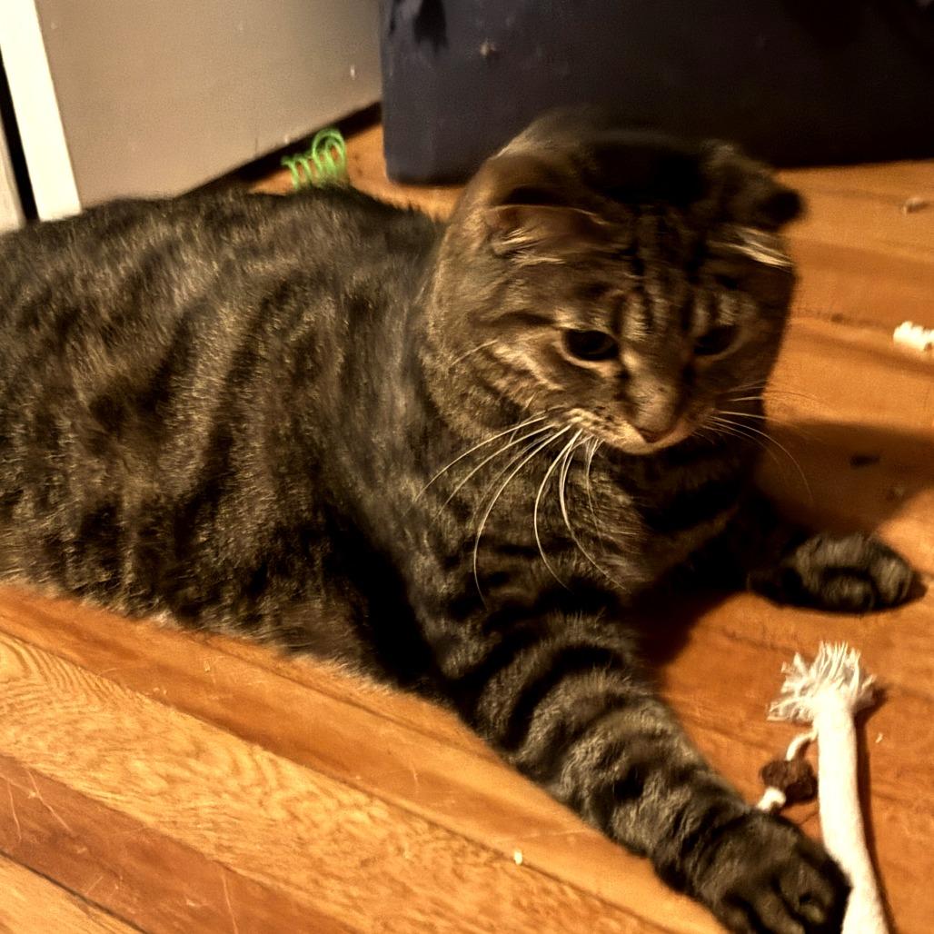 Enlarge Sugar, a Adoptable Domestic Short Hair in Brooklyn, NY image 6/6