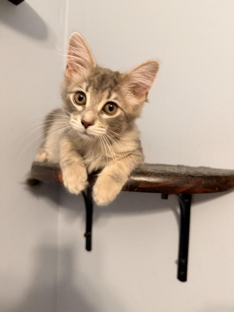 Enlarge Daphne, a Adoptable Domestic Long Hair in Springdale, PA image 1/3