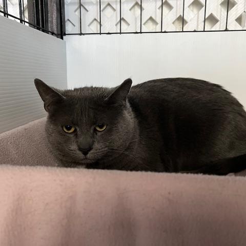 Teddy, Adoptable, Adult Male Domestic Short Hair.