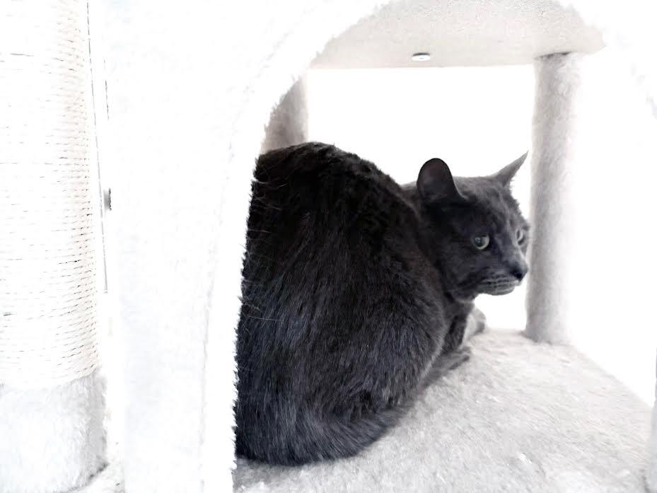 Teddy, a Adoptable Domestic Short Hair in Carson City, NV image 2/2