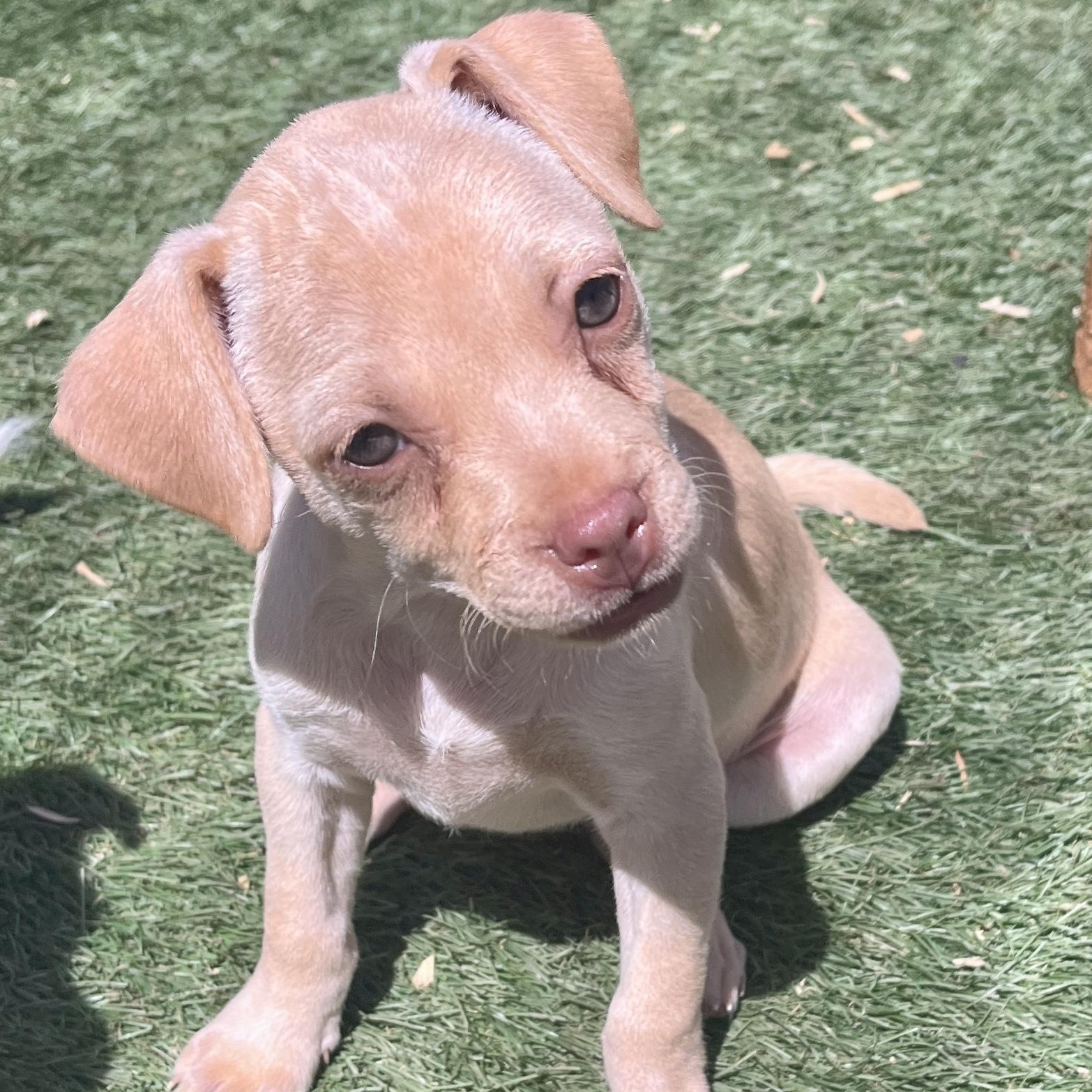 Molly, a ADOPTABLE mixed breed in El Cajon, CA image 5/5