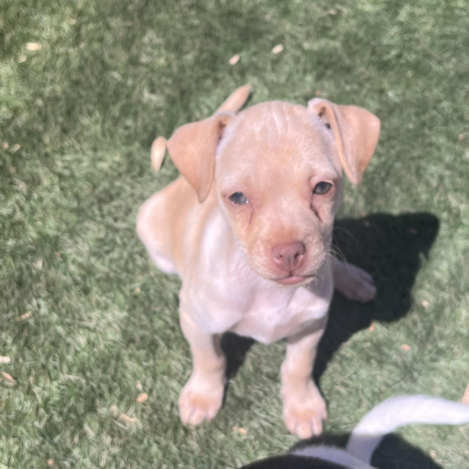Molly, a ADOPTABLE mixed breed in El Cajon, CA image 4/5