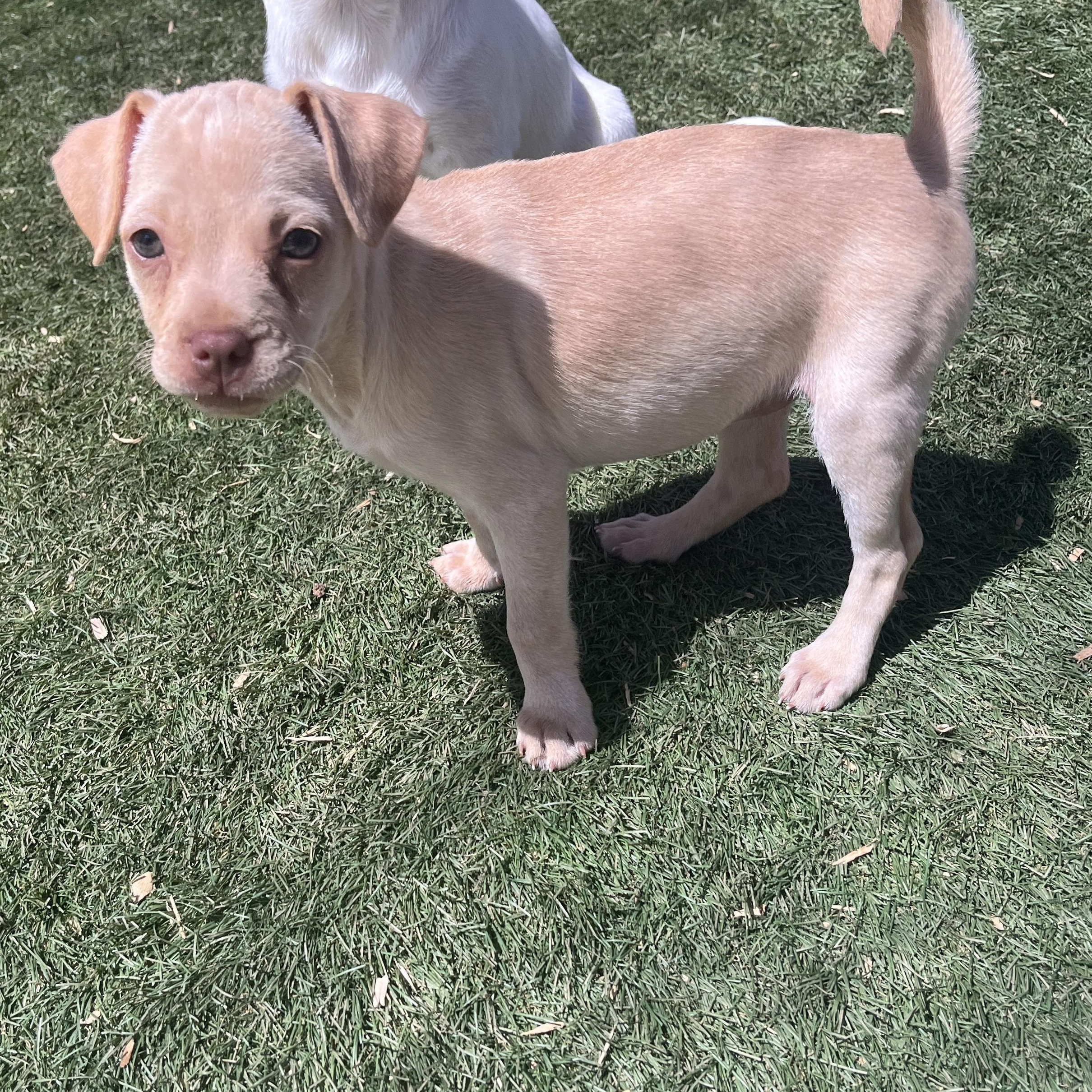 Molly, a ADOPTABLE mixed breed in El Cajon, CA image 3/5