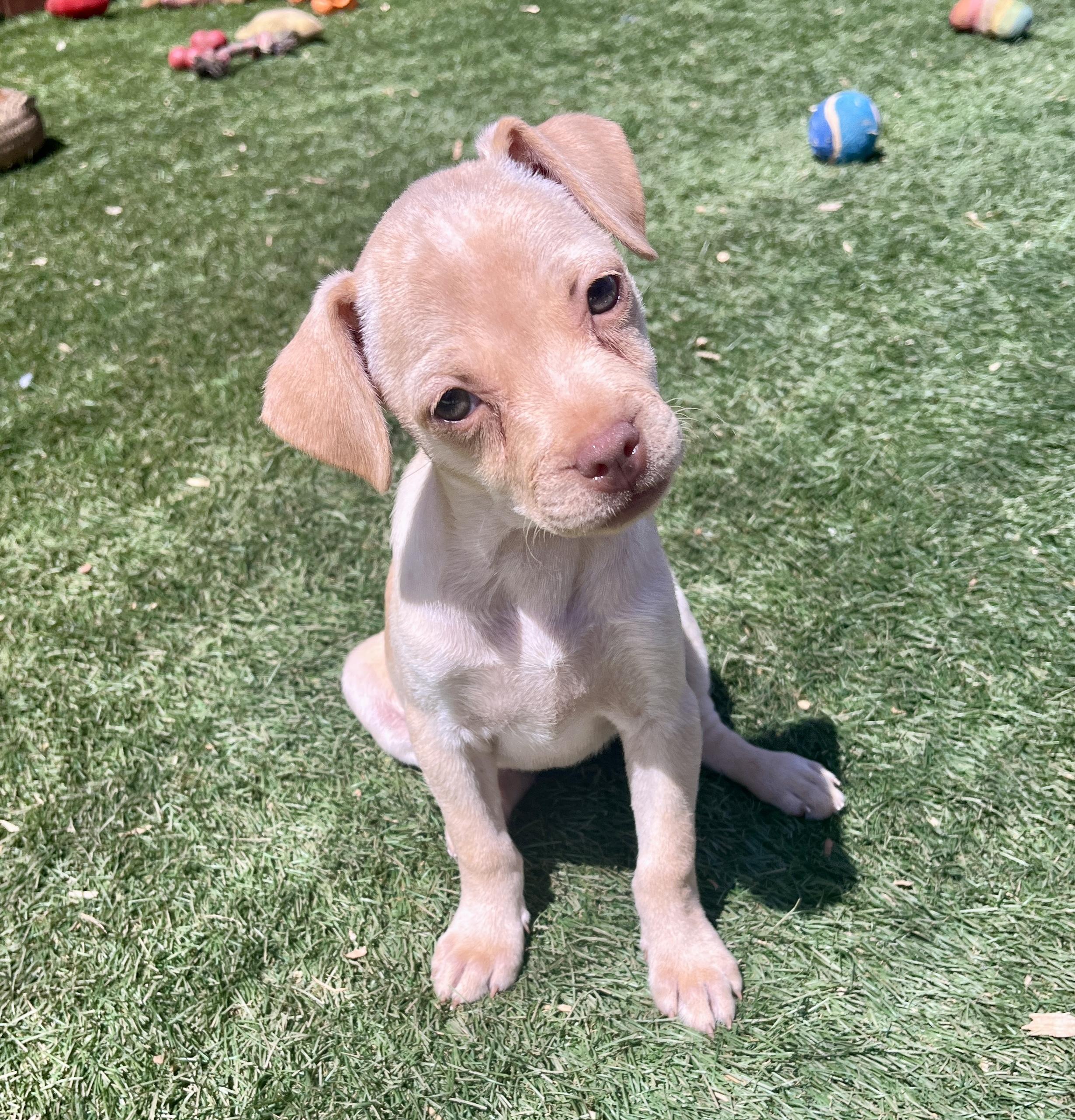 Molly, a ADOPTABLE mixed breed in El Cajon, CA image 2/5