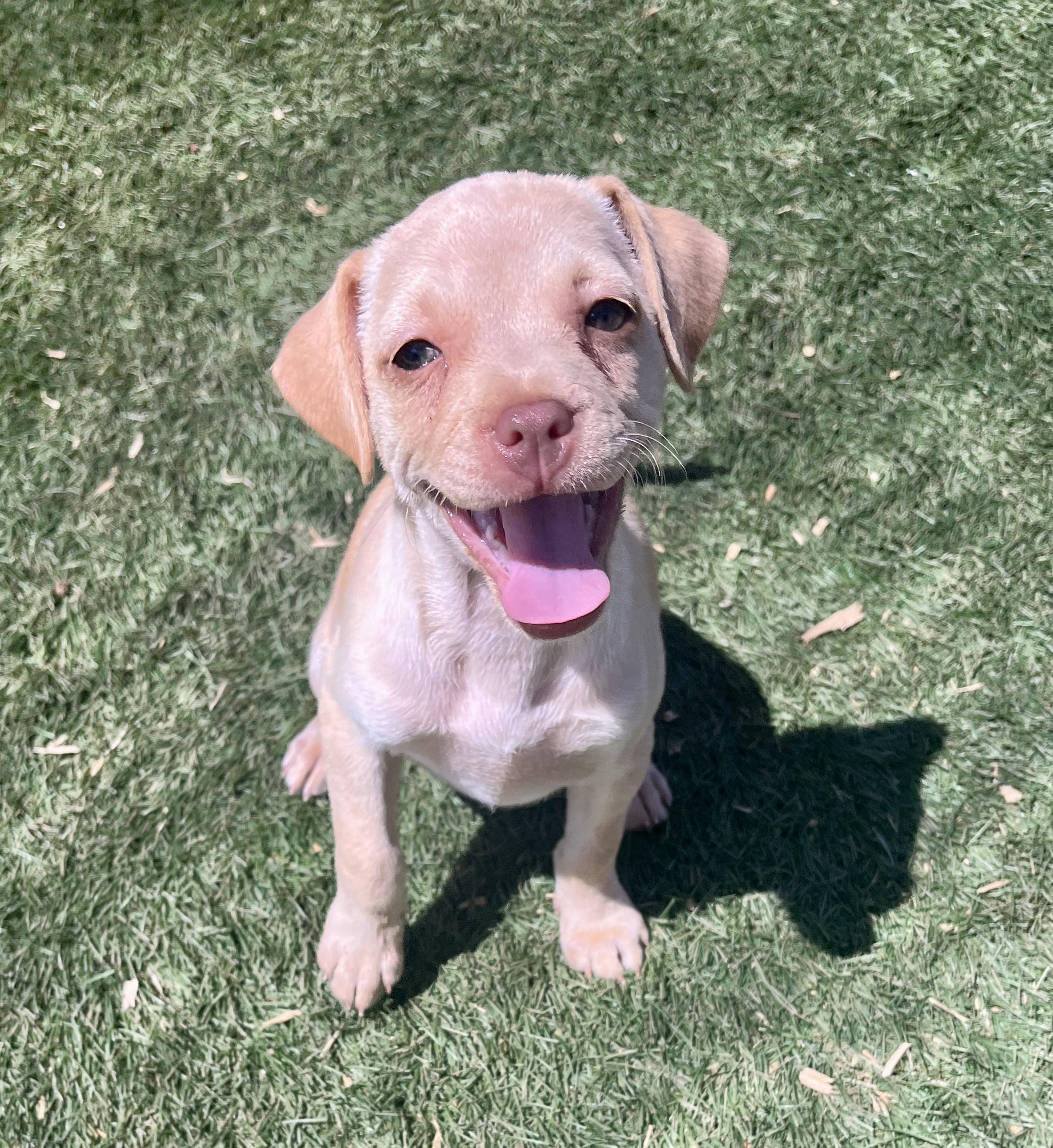 Molly, ADOPTABLE, Puppy Female Terrier.