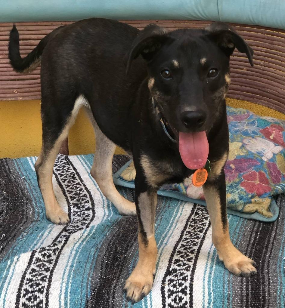 Enlarge Bruno, a Adopted Terrier in Corral del Risco, NAY image 1/6