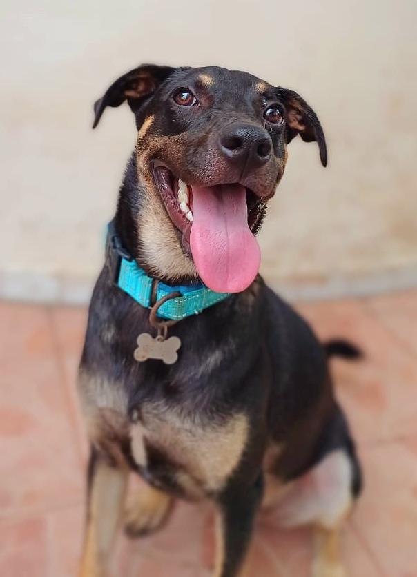 Enlarge Bruno, a Adopted Terrier in Corral del Risco, NAY image 2/6