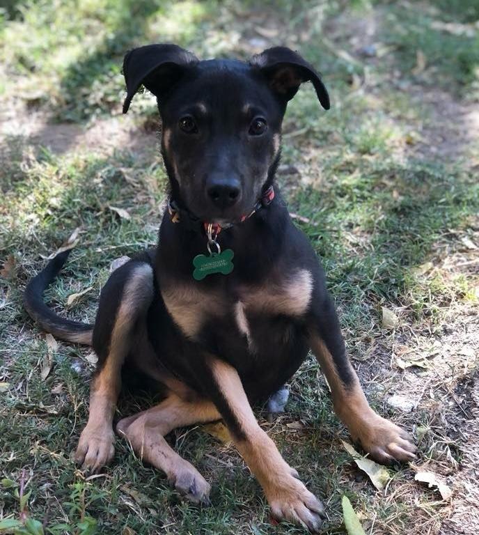 Enlarge Bruno, a Adopted Terrier in Corral del Risco, NAY image 4/6