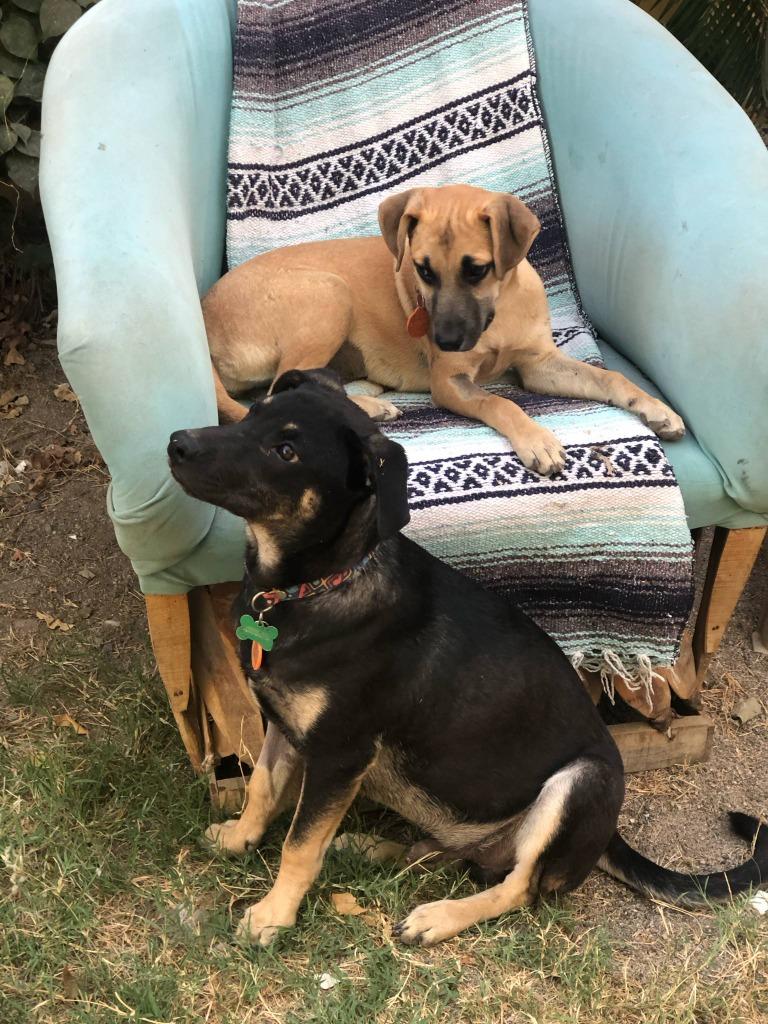 Enlarge Bruno, a Adopted Terrier in Corral del Risco, NAY image 5/6