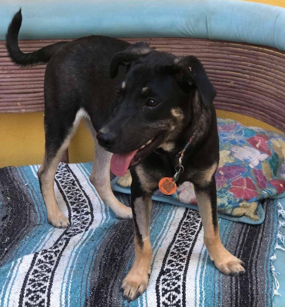 Enlarge Bruno, a Adopted Terrier in Corral del Risco, NAY image 6/6