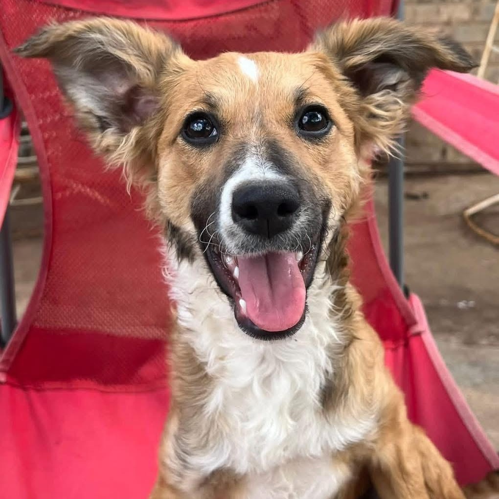 Lois, ADOPTABLE, Young Female Shetland Sheepdog / Sheltie & Poodle.