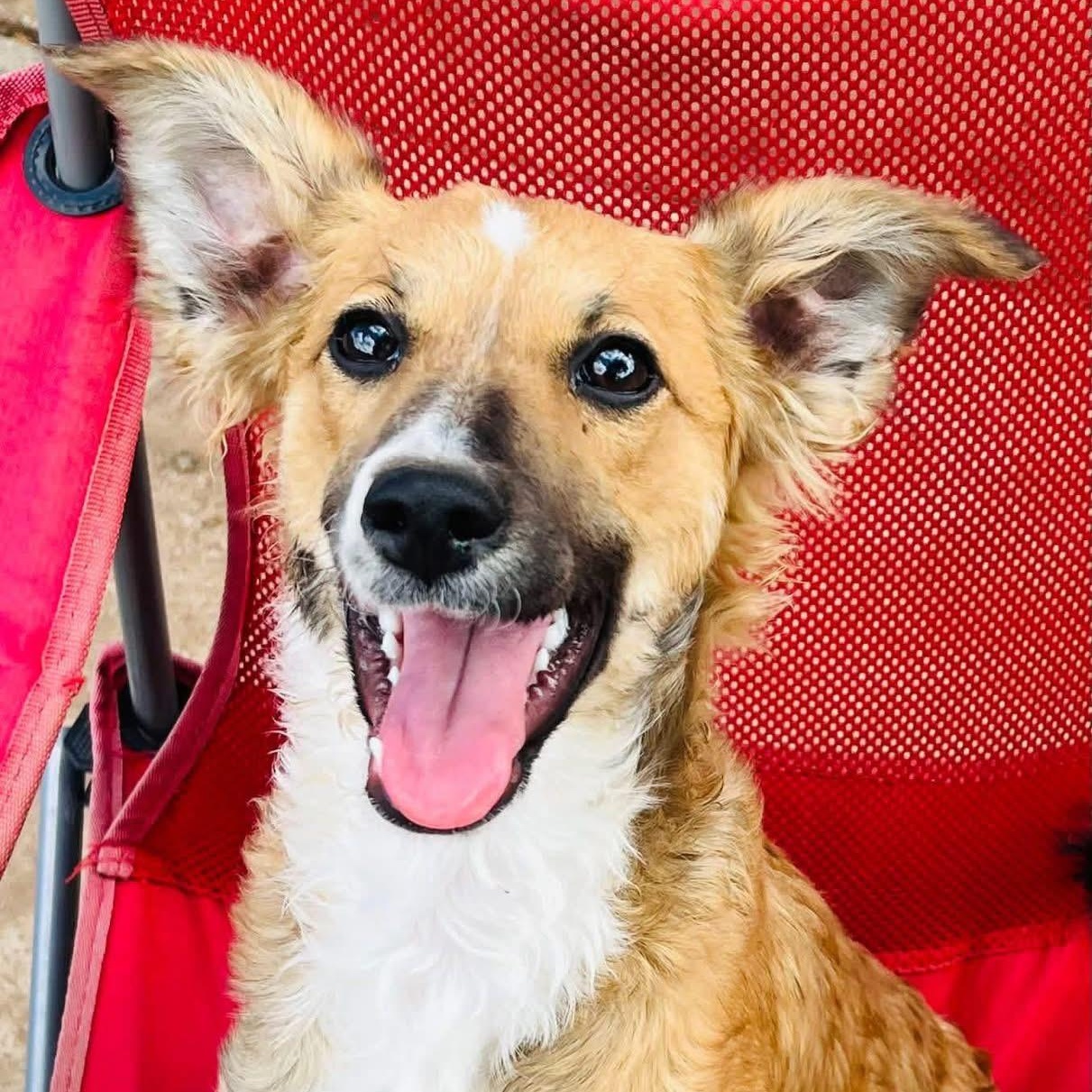 Lois, a ADOPTABLE mixed breed in Lubbock, TX image 2/2