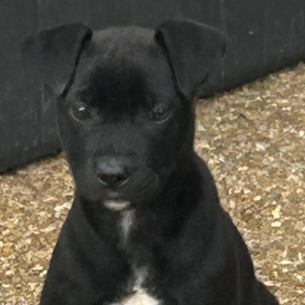 Raggedy Ann, a ADOPTABLE mixed breed in Water Valley, MS image 2/3