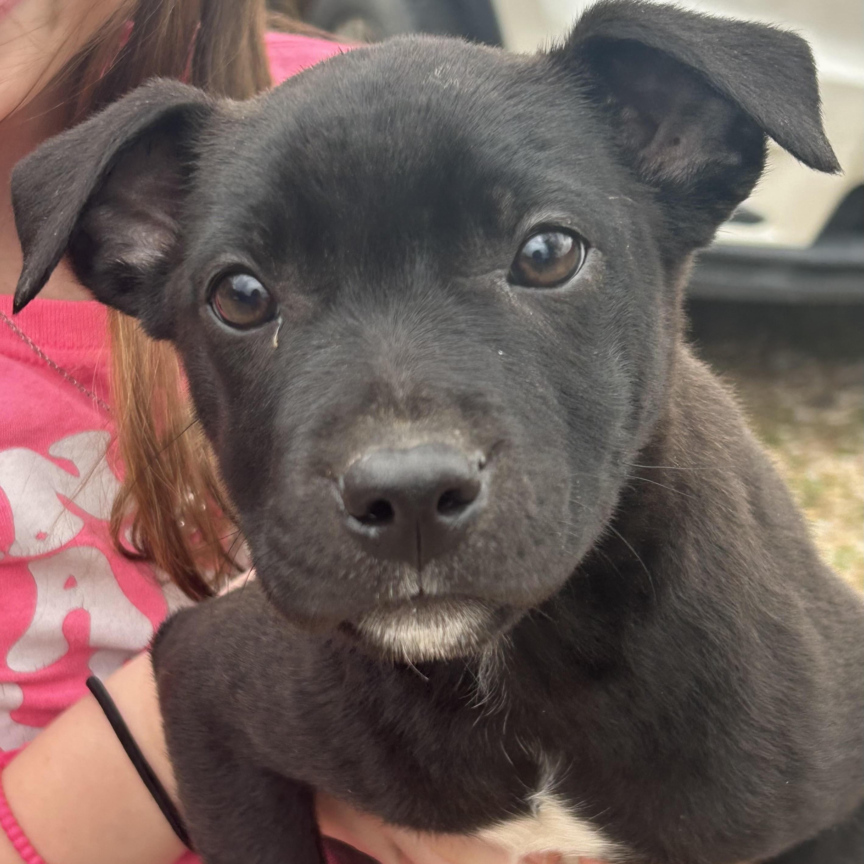Raggedy Ann, a ADOPTABLE mixed breed in Water Valley, MS image 3/3