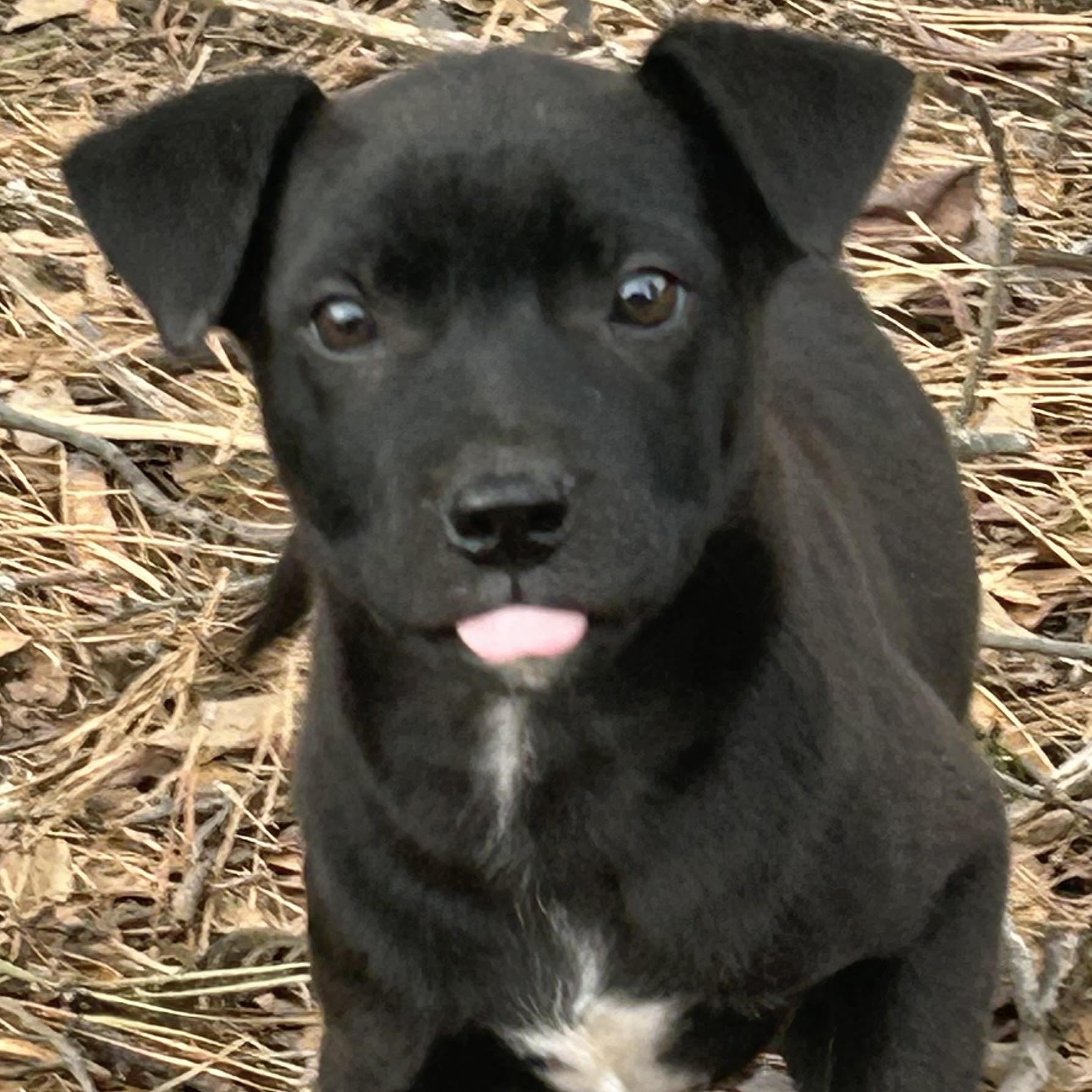 Raggedy Ann, ADOPTABLE, Puppy Female Labrador Retriever.