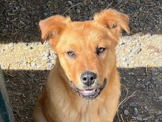Enlarge Red, an adopted mixed breed in Anaconda, MT image 1/3