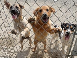 Enlarge Red, an adopted mixed breed in Anaconda, MT image 3/3