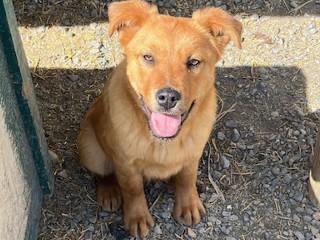Enlarge Red, an adopted mixed breed in Anaconda, MT image 2/3